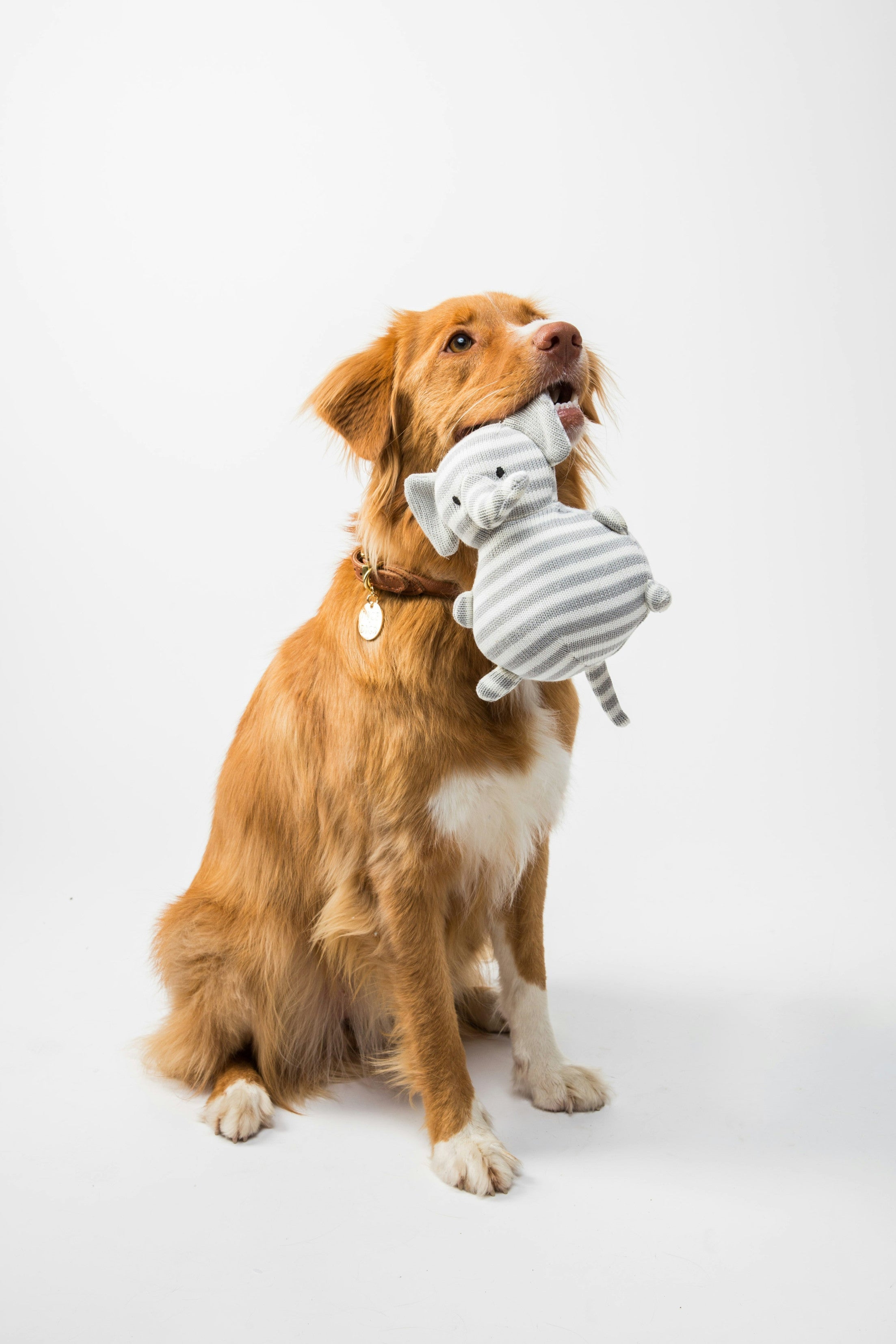 Custiom Pet Products
