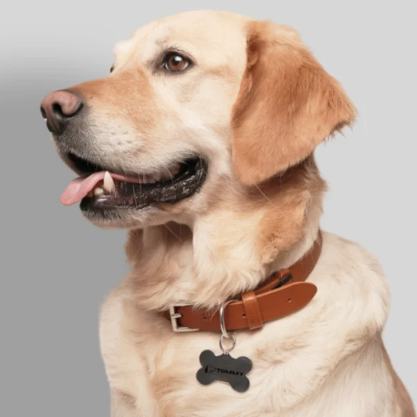 Dog wearing a brown leather collar with a bone-shaped tag on a gray background