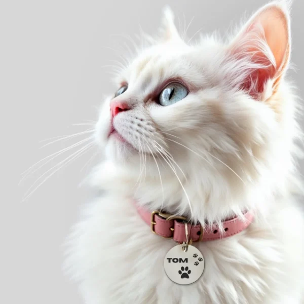White cat with a pink collar and name tag on a light gray background
